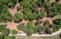 6077 County Road 4200, PENNINGTON, TX 75856