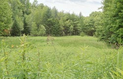 38 Cross Road, Bath, NH 03740