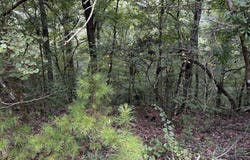63 acres Stanley Road, Brookwood, AL 35444