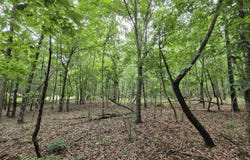 Golf Course Road, Marshfield, MO 65706