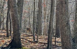 18.19 Ac Spence Ln, Hilham, TN 38568