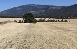 Jackson S 8006 Rd, Mica, WA 99023