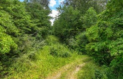 52.88 AC Nashville Hwy, Deer Lodge, TN 37726