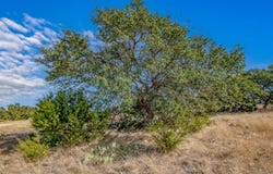 234 Lower Reservation Rd, Harper, TX 78631