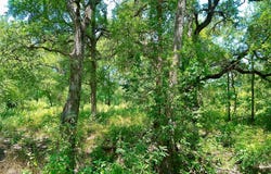 Serenity Dr lot: 22, Bertram, TX 78605