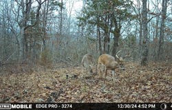 N State Highway 125, Bradleyville, MO 65614