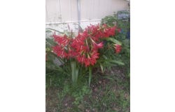 10870 Highway 184 W, Bronson, TX 75930