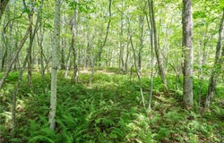 Joe Todd Road, Fleischmanns, NY 12430