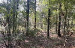 Grady Diamond Road, Perkinston, MS 39573