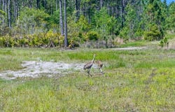 CARTER Street, BUNNELL, FL 32110