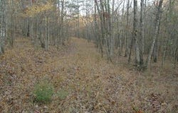 155 Shady Lane, Mena, AR 71953-9999