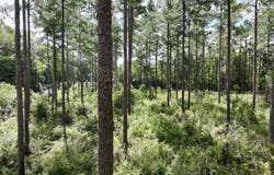 Old US 84, Gordon, AL 36343