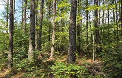 1917 Sheep Ranch Road lot: 5, Robbins, TN 37852