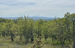 157 Ponderosa Park, Goldendale, WA 98620