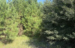206 Bethany Rd, Johnsonville, SC 29555
