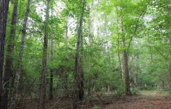 T.B.D. Childress Rd., Grayson, LA 71435