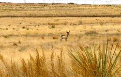 County Road 41, Bledsoe, TX 79314