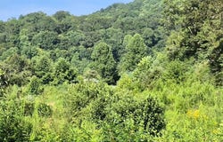 216 Lower Capuchin Rd, Winfield, TN 37892