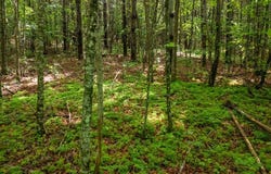Old Cullowhee Rd, Sylva, NC 28779