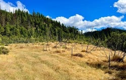 925 Kingsbury Rd, Hayfork, CA 96041