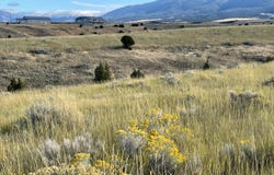 S Fork Ray Creek Road, Townsend, MT 59644