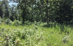 Hidden Pond Drive, Fordland, MO 65652