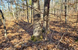 15776 Hwy 74 E Tract #1, Marshall, AR 72650-9999