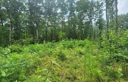 617 Red Ash Rd, SUGAR TREE, TN 38380