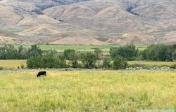 50 Bowman Lane, Salmon, ID 83467