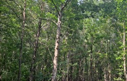 NIX Rd, Nauvoo, AL 35578