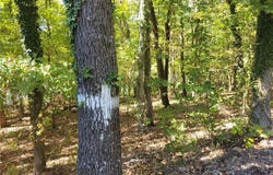 Private Road 2704, London, AR 72847