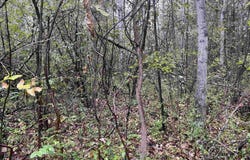 35 Wilber Road, Tawas City, MI 48763