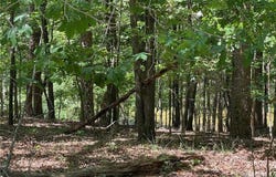 TR 2 Chalcrest Way, Cave Spring, GA 30124