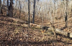 id1 Shady Grove, HOLLADAY, TN 38341
