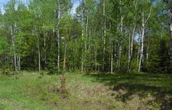 Michigan Avenue, White Pine, MI 49971