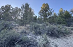 Shasta, Sprague River, OR 97639