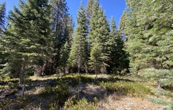 3-C-23 Fumarole Dr, McCloud, CA 96057