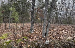 13347 County Road E 76-126, Ava, MO 65608