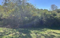 Maple Street, Jane Lew, WV 26378