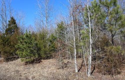 Hart Cemetery Rd, CEDAR GROVE, TN 38321