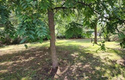 3560 Pine Tree Drive, Weidman, MI 48893