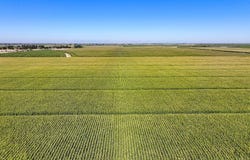 Blanchard Avenue, Laton, CA 93242