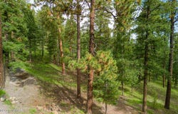 29 N1068, Greer, AZ 85927