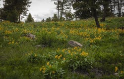 5 Tract, Garnet Range, Drummond, MT 59825