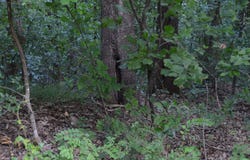 Schnauzer LN, Harriet, AR 72639