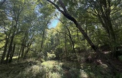6.13 AC Lucius Road, Cherry Log, GA 30522