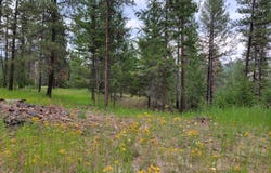 40 EVERGREEN Dr, CURLEW, WA 99118