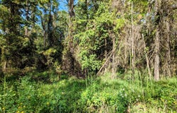 NE US HWY 301, Waldo, FL 32694