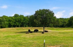 579 County Road 4599, Boyd, TX 76023