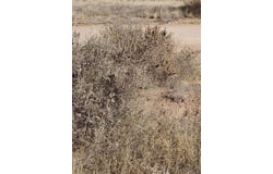 Shetland Street, Moriarty, NM 87035